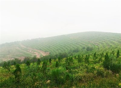 LOCAL1762318704617SGOLYTHAEI.jpg LOCAL1762318704617SGOLYTHAEI.jpg